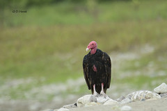 New World Vultures
