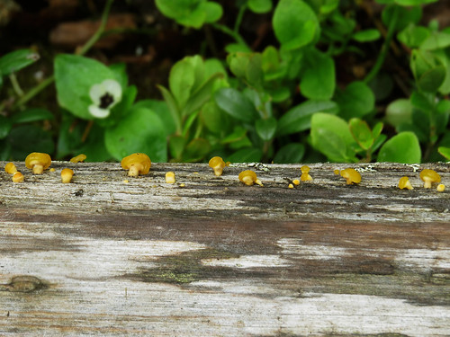 Биспорелла лимонная (Bisporella citrina)
Photo by Kari Pihlaviita on Flickr Автор фото: Kari Pihlaviita