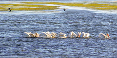 White Pelicans of Alameda 8-23-2014