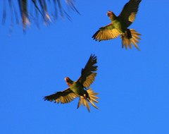 Wild Parrots of Belmomt Shore