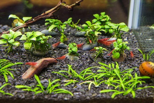 Colony of Red Cherry Shrimp in a Fluval Spec V Aquarium