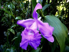 Orchidées - Orchids