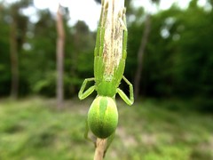 Sparasse verte - Green Hunstman Spider