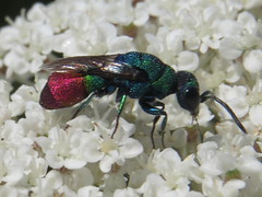 Jewel Wasps - Chrysididae