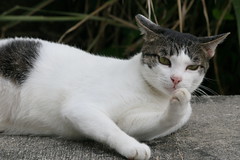 2007 貓 影 Hong Kong Cat