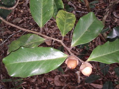 Ebenaceae