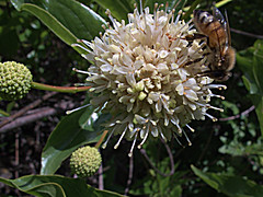 Cephalanthus