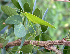 Katydids of Thailand (Tettigoniidae)