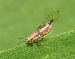 Jumping Plant Lice (Triozidae)