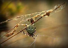 spider(webs)