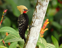 Woodpeckers - Pica-paus - Carpinteros