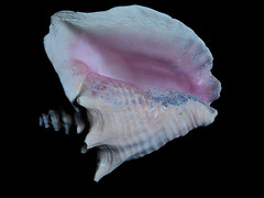 The Beauty of a Conch