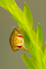 Creeping water bug (Naucoridae)
