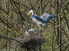 Grey heron on nest