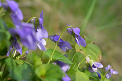 Violaceae (Violet Family)