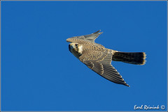 Falcon (Prairie)