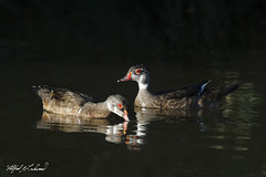 Ducks, Geese & Swans