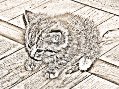 Cute New Kitten Pencil Sketch Sepia 004