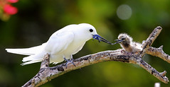 塞舌尔的鸟 Birds of Seychelles