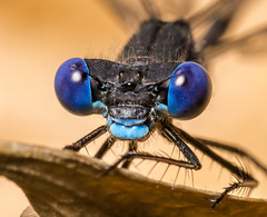 Dragonflies & Damselflies (Odonata) of Alberta