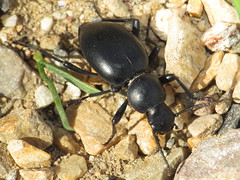 Darkling Beetles - Tenebrionidae