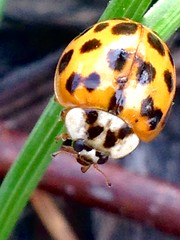Lucky Ladybugs