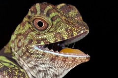 Reptiles (Borneo)