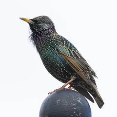 Starlings and Orioles