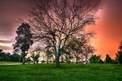 Went looking to take a sunset picture, instead I found this tree that insisted to be photographed.....with a lit'l bit of HDR enhacement
