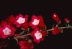Blüten II - Blossoms