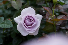 Rose 2014 薔薇