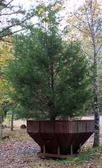 Tree in Hopper