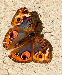 Butterflies of Cape Cod