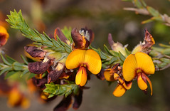 Pea flowers - Fabaceae