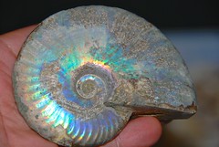 Shells, Mollusks, Semi precious stones, Fossils Gems 