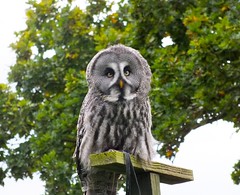 Owl & Eagle experience Biggleswade