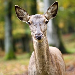 Portraits of deer
