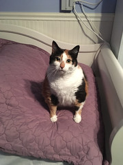 This is my friend’s cat Leila. She’s INCREDIBLY fat and has tiny... - The Caturday