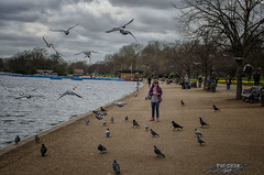 pájaros en Hyde Park