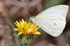 mariposas y polillas (moths and butterflies)