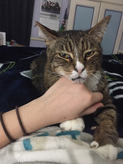 Using my hand as a chin rest- lazy boy. - The Caturday