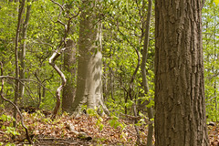 oak - beech / heath forest