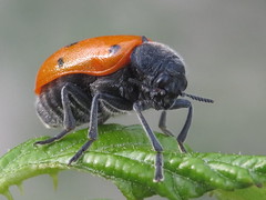 Leaf Beetles - Chrysomelidae