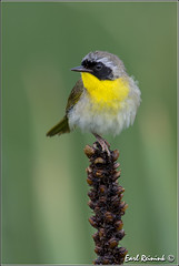 Warbler (Common Yellow-throat)