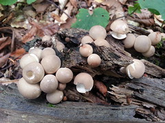 mushrooms Caucasus