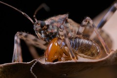 Hemiptera (Tanzania)