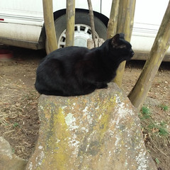 Baby, on what was Popi’s rock, then was Kitty’s rock but now is... - The Caturday