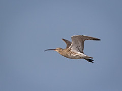 Curlew in Flight