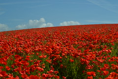 LOTS of Poppies!