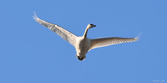 Tundra Swans & Trumpeter Swans